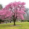 Brooklyn Botanic Garden's Cherry Blossom Trees Will Have Peaked Before Annual Fest